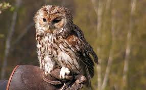 Trouvez des images de chouette+effraie. La Chouette Quelles Especes Peut On Observer En France Comment Vit Elle