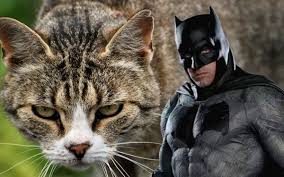 Adukiukiu cara daftar dan deposit terbaik terpercaya. 6 Haiwan Dengan Pendengaran Paling Tajam Di Dunia Iluminasi