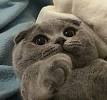 Scottish Fold Cats and Kittens for sale in the UK | Pets4Homes