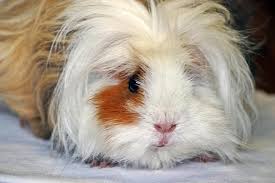 This requires a well planned cleaning regime to avoid ticks and dirt accumulating. Guinea Pig Lunkarya Long Haired Guinea Pigs White Red Black Lure From The Front Close Up Portrait Pet Guinea Pig House Animal Pikist