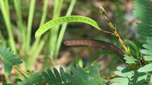 Image result for Mostuea microphylla