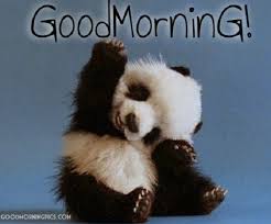 Ridiculous Good Morning Memes For Kids In 2020 Panda Baby Chickens Baby Witch