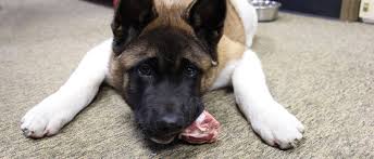 Walmart.com has been visited by 1m+ users in the past month Raw Meaty Bones For Dogs And Cats All The Best Pet Care