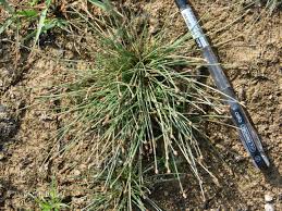 Image result for Eleocharis atropurpurea