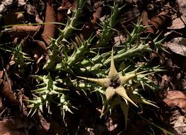 Image result for Orbea caudata