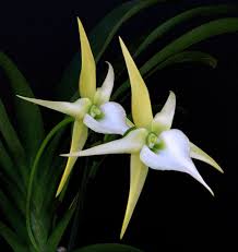 Image result for Angraecum conchiferum