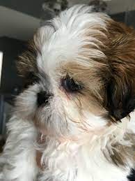 See full list on smallfluffydogbreeds.com Cute Little Fluffy Soft Baby Shih Tzu Foxiepup Shih Tzu Silly Dogs Shitzu Dogs