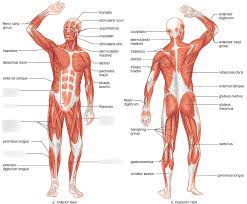 Superficial and deep posterior muscles of upper body anterior and posterior muscles of the upper arm anterior and posterior muscles of the lower arm Lower Body Anterior Muscles Diagram Quizlet