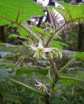 Image result for Solanum grossidentatum