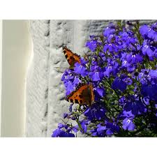 Image result for foto Lobelka