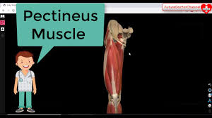 The pectineus muscle is the most anterior adductor of the hip. Pectineus Muscle Anatomy 3d Tutorial Pectineus Actions Attachments Nerves Youtube