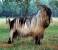 Bulgarian Long Hair Goat