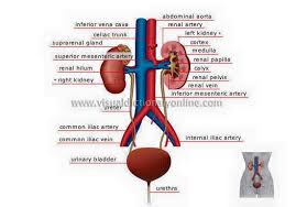 The renal papilla is the location where the renal pyramids in the medulla empty urine into the minor calyx in the kidney. Medical English Vmmu For Beginners Urinary System Quiz 1 Fibrous Connective Tissue That Surrounds Each Kidney Is The A Cortex B Hilum C Medulla D Renal Capsule E Renal Pyramids 2 The