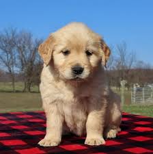 If that changes we will let you know! Golden Retriever Puppies For Sale In Nc Under 300