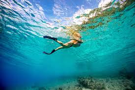 Swim With Humpback Whales in Tonga