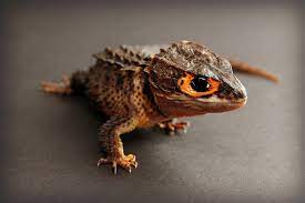 Our cat caught a draco volans lizard. 17 Pets You Can Legally Own That Look Like Dragons Pethelpful