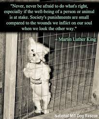 After you have witnessed the reality, you can no longer look at a piece of steak, and simply think yum. The Natural Place For Pets Animal Quotes Dog Quotes Animals