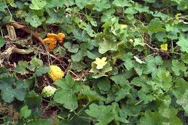 Image result for Momordica charantia