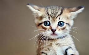 Polah tingkahnya sangat menggemaskan, bukan? Animasi Gambar Kartun Hewan Lucu Dan Imut Gambar Hewan Kartun Lucu Dan Imut Internet Untuk Penyedia Bermacam I Kittens Cutest Cute Cats And Kittens Cat Day