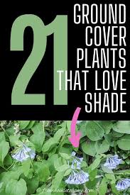 Pdf | on jan 1, 2018, khawar jabran and others published weed control using ground cover systems keywords: Shade Ground Cover Perennials That Will Keep The Weeds Down Gardening From House To Home Ground Cover Plants Perennial Ground Cover Ground Cover