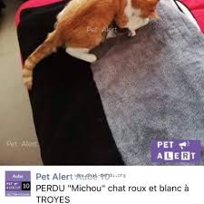Ce qui represente une 0 personne a signalé avoir perdu un chat au cours des dernières 24h. 422903 Michou Chat Perdu A Troyes Chat Perdu France