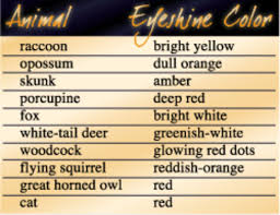 Animal Eyeshine Chart In 2019 Red Cat White Tail Red Dots