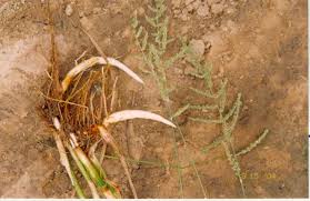 Image result for Echinochloa pyramidalis