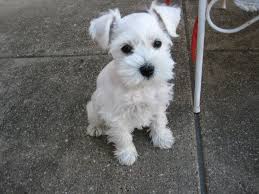 Black And White Schnauzer Pictures I M Needy Play With Me Now Miniature Schnauzer Puppies Schnauzer Puppy Mini Schnauzer