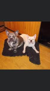 One fawn female is available. Chicago Woman Found Mauled By Her Own Dogs And It Wasn T A French Bulldog Pet Rescue Report