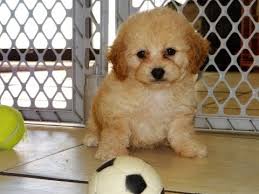 Pups are raised in my home with my family. Cock A Poo Puppies Dogs For Sale In Charlotte North Carolina Nc Greensboro Lexington Cary Youtube