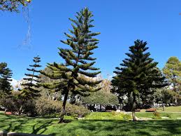 Image result for Araucaria columnaris