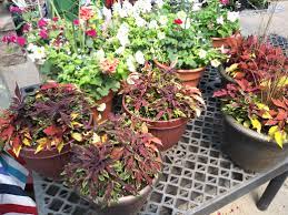 Maybe you would like to learn more about one of these? Greenhouse Lowe S Garden Center