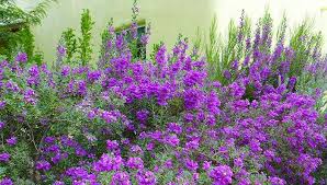 Echeverias are wonderful rosettes that come in many sizes, colors, and textures. Desert Gardening What S The Right Shrub For You Desert Garden Drought Tolerant Garden Desert Plants