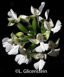 Image result for Habenaria