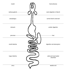 Anatomy And Physiology Of Animals The Gut And Digestion Wikibooks Open Books For An Open World