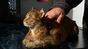 Using the very latest combination of conventional taxidermy and freeze dry methods. Maryville Man Waits 18 Months For Pet S Taxidermy
