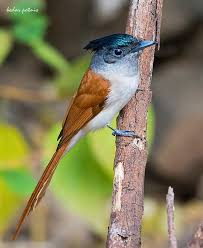 Asian Paradise Flycatcher Female By Kedar Potnis So Pretty Nature Birds Birds In The Sky Beautiful Birds