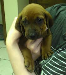 Check spelling or type a new query. New Puppy Redbone Coonhound Puppy Forum And Dog Forums