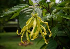 Image result for Cananga