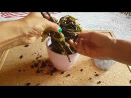 Orkide Kurtarma2 Bakimi Gubreleme Ve Sulamasi Orchid Care Watering Amp Feeding Save Sick Orchids Youtube Orkideler Cicek Bitki