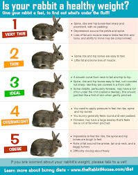Is My Rabbit Too Fat Or Too Thin Monitoring Your Rabbits