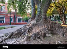 Image result for Phytolacca dioica