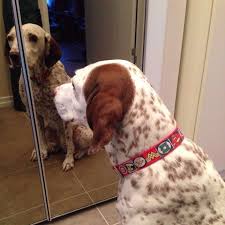 Kizim Tasmasini Cok Begenmis Galiba Gule Gule Kullan Tatlim Saglikli Uzun Bir Omrun Olsun Elifkuzgunkaya Viskypet Chowchow Siberian Dog Leash Dogs Animals