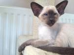 Available Siamese Kittens For Sale & Cats For Adoption