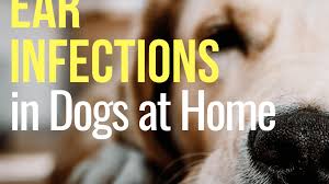 Shop all your favorite top named brands. How To Treat A Dog S Ear Infection When You Can T See A Vet Pethelpful