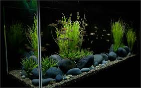 Maybe you would like to learn more about one of these? Aquarium Pebbles 2019 Buyers Guide Exotic Pebbles And Glass