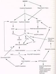 Pathophysiology, clinical features, and diagnosis of tetralogy of fallot uptodate.com. Homo Sapiens Molecular Nosology Cardiovascular Apparatus