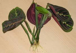 To propagate your calathea orbifolia, gently remove it from its pot. Reproduction Of Calatei At Home How To Care For Settlements At Home Photo And Video