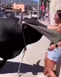 Cows Both Drinking Milk | TikTok