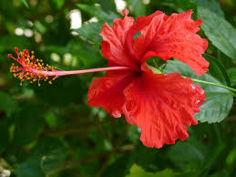 Benefits Of Hibiscus Flower Flores Walle